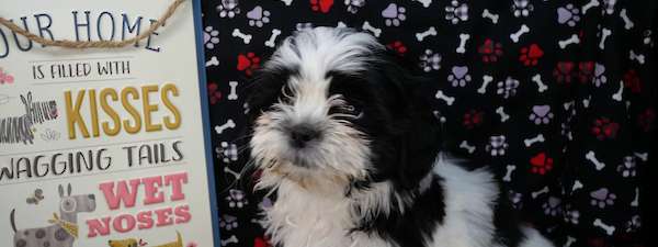 Shih Tzu (Litter E)