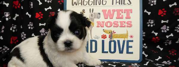 Shih Tzu (Litter C)